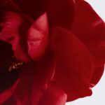 N°1 De Chanel L'Eau Rouge Fragrance Mist 100mL