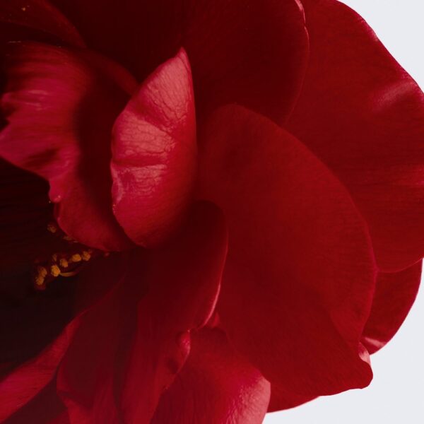 N°1 De Chanel L'Eau Rouge Fragrance Mist 100mL